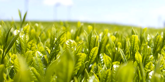煎茶　「茶久 初摘」の"新茶"を売り始めました。