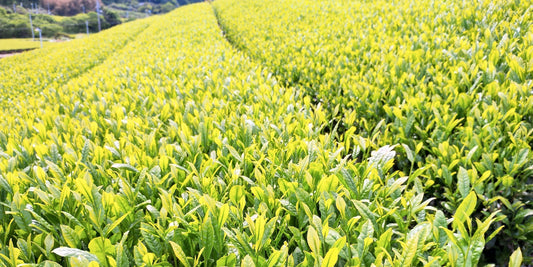 弊店の一番人気、煎茶　「茶久 初摘」の”新茶”を売り始めました。